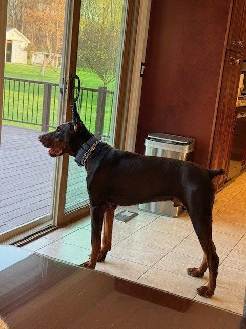 Red and rust European Doberman male puppy - Michigan breeder