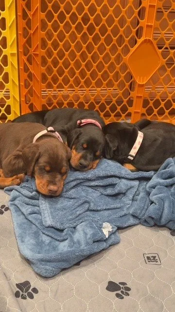 Olympics - 7 weeks.jpg