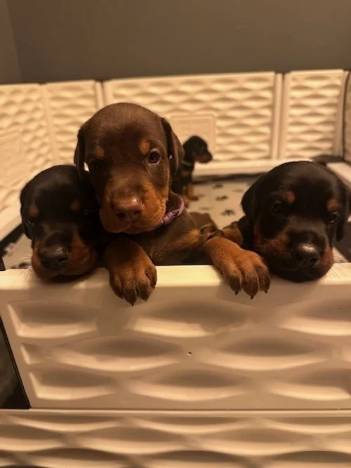 Pups 27.jpg