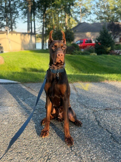 Red and rust European Doberman male puppy - Michigan breeder