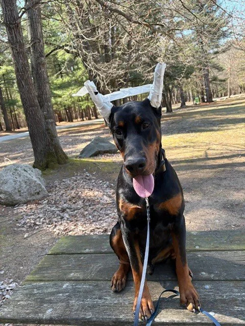 Black and rust European Doberman male puppy - Michigan breeder