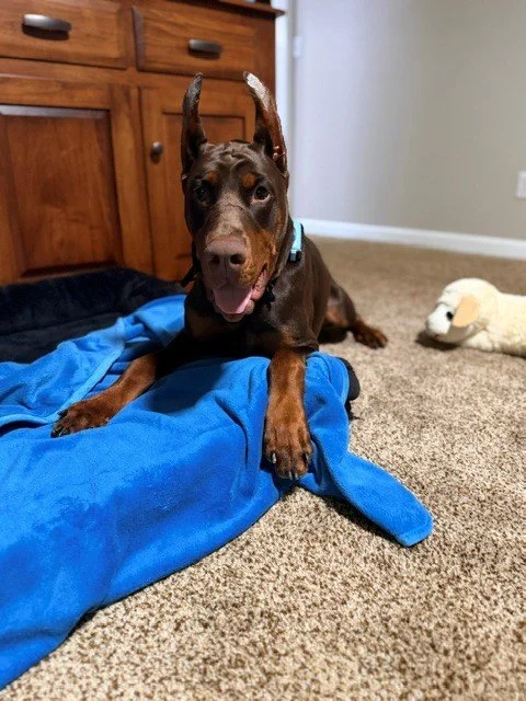 A black and brown dog with pointed ears lying on a hardwood floor in a kitchen.
