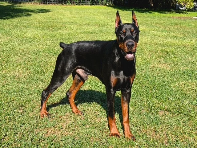 Black and rust European Doberman male puppy - Michigan breeder