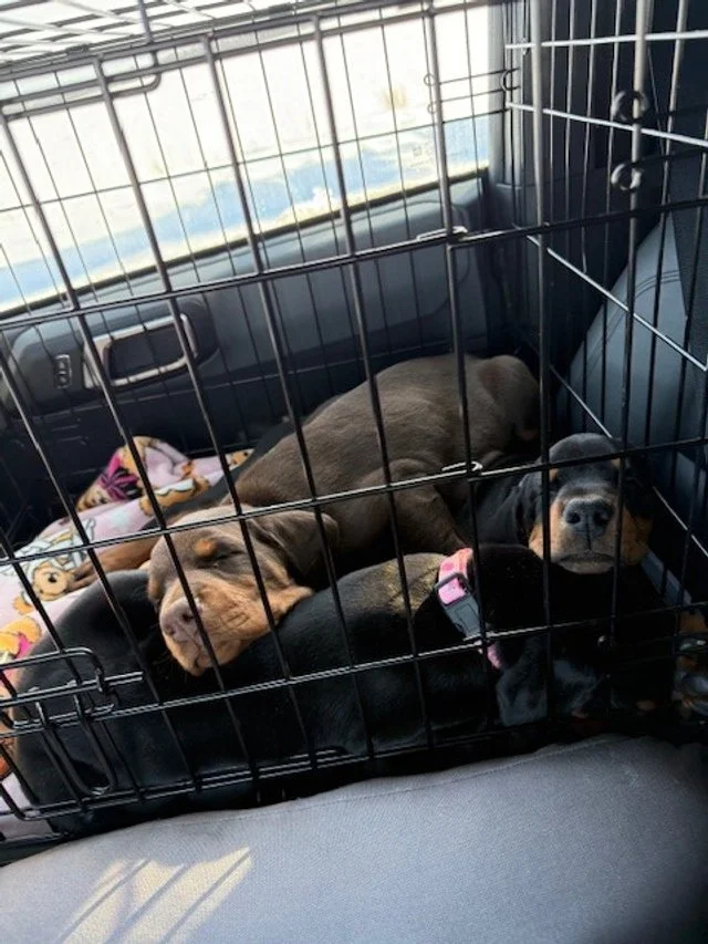 Olympics - 7 weeks (2).jpg