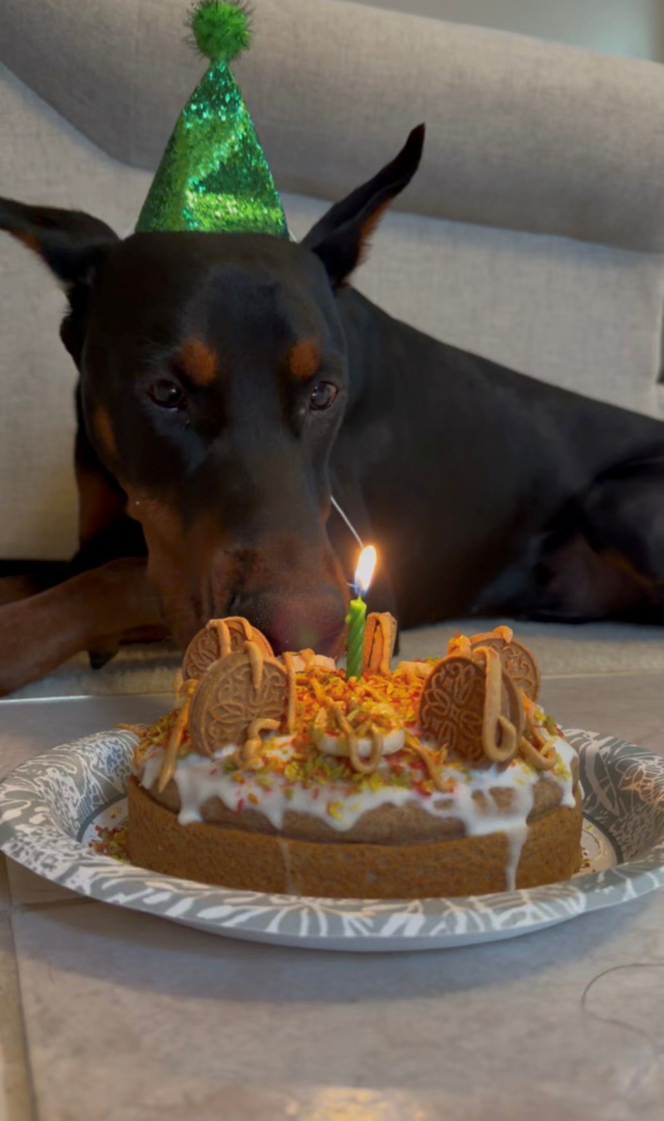 Black and rust European Doberman male puppy - Michigan breeder