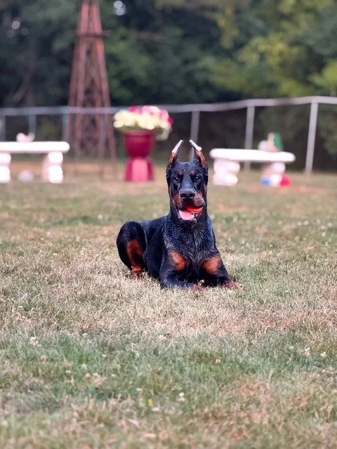 Black and rust European Doberman male puppy - Michigan breeder