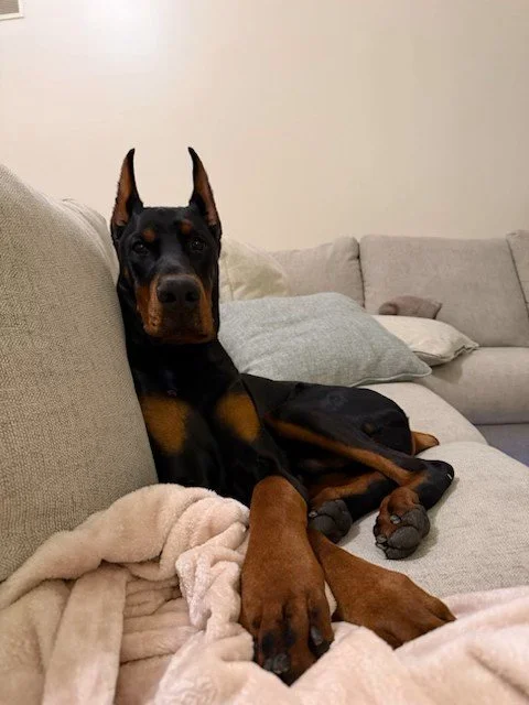 Black and rust European Doberman male puppy - Michigan breeder