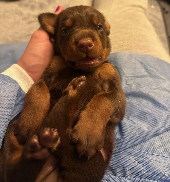 A person holding a Doberman puppy by its ears against a brick wall background.