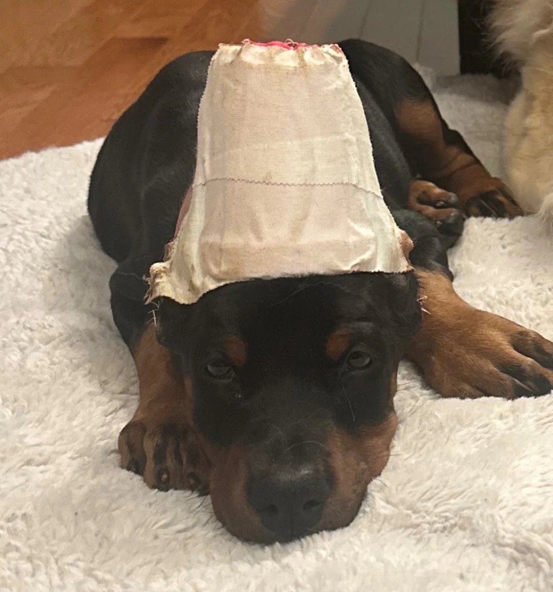 Female European Doberman Puppy for sale in Michigan - Black & Rust