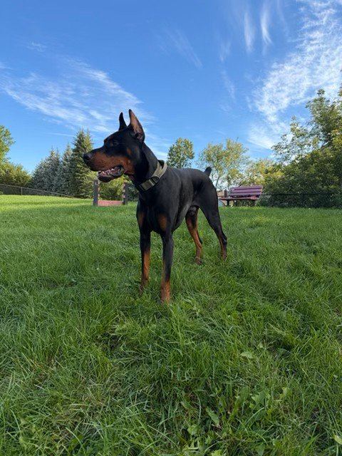 Black and rust European Doberman male puppy - Michigan breeder