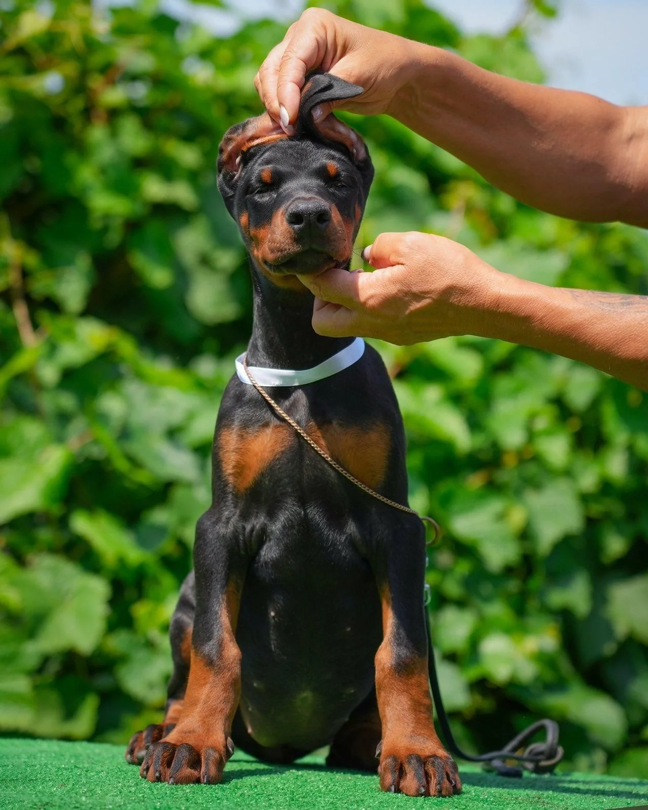 Available Female Doberman Puppy in Michigan