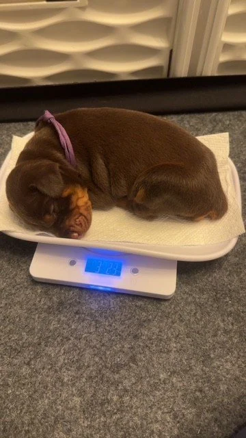 Donatella 16 days (1).jpg