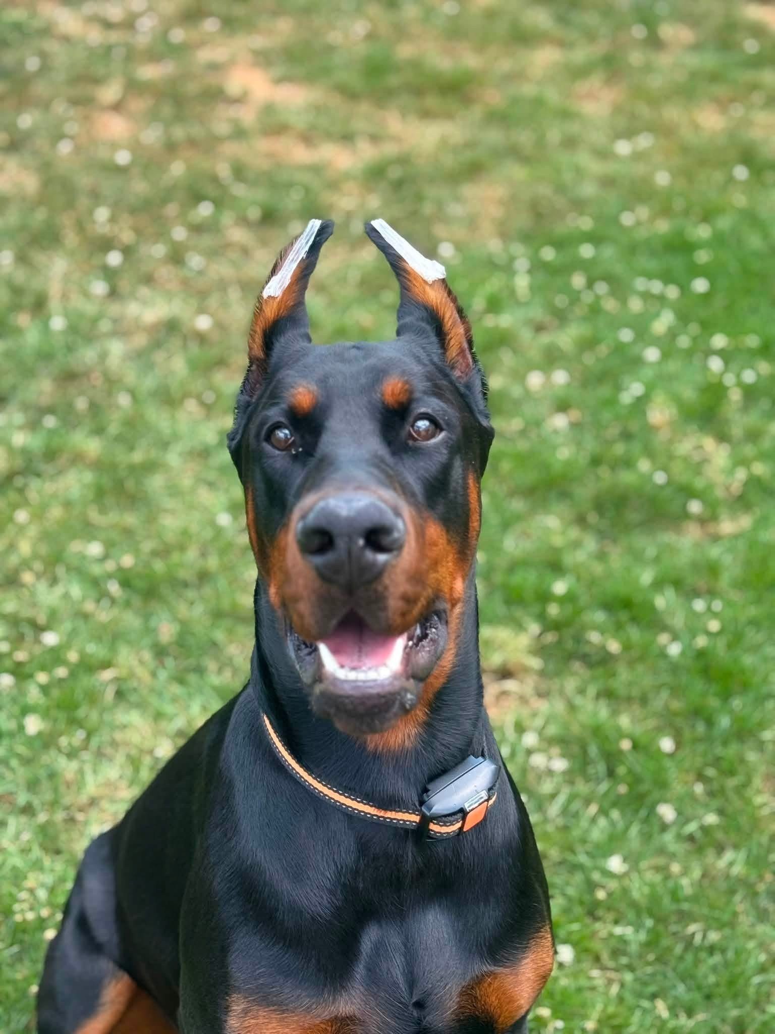 Black and rust European Doberman male puppy - Michigan breeder