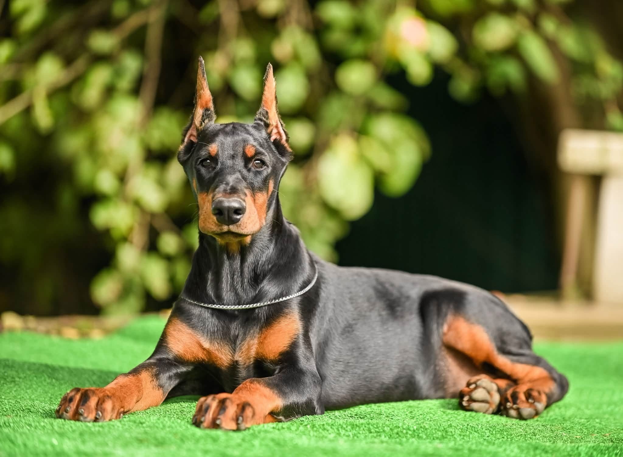 Available Female Doberman Puppy in Michigan