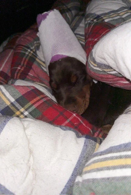 Elana - 7 weeks (4).jpg