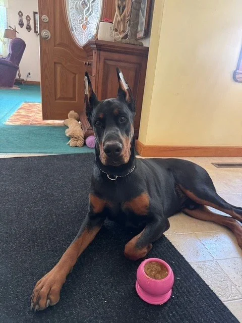 Black and rust European Doberman male puppy - Michigan breeder