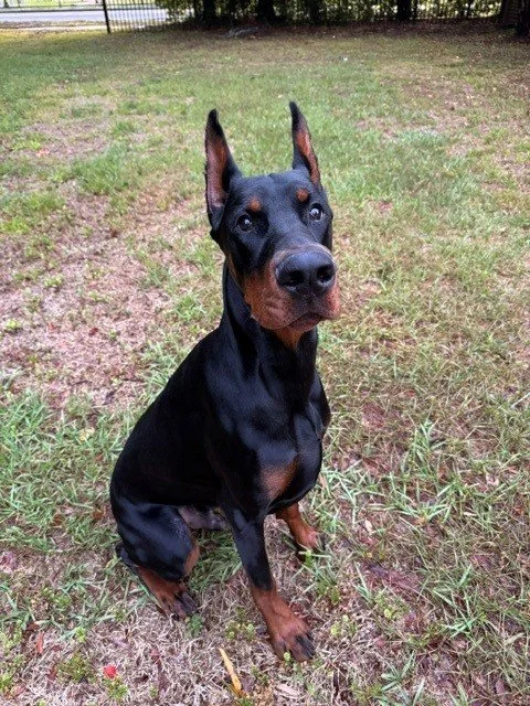 Black and rust European Doberman male puppy - Michigan breeder