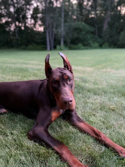 Red and rust European Doberman male puppy - Michigan breeder