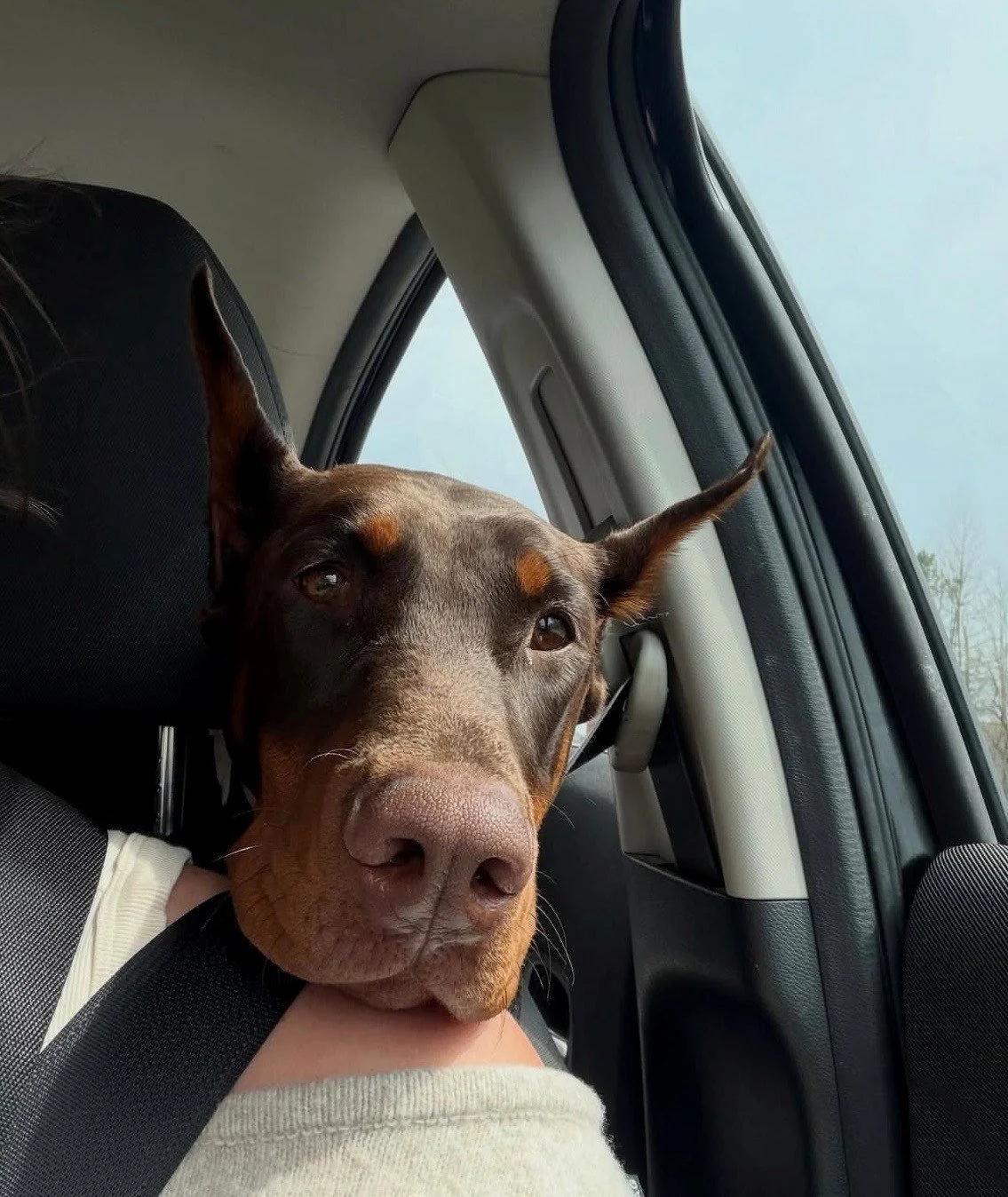 Red and rust European Doberman female puppy - Michigan breeder