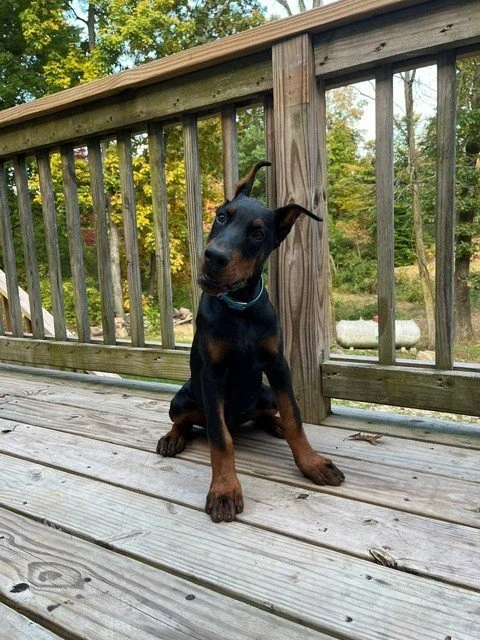 Available female Black and Rust European Doberman puppy for sale in Michigan