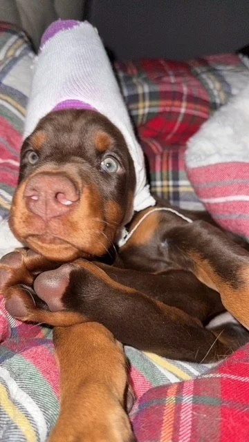 Elana - 7 weeks (5).jpg