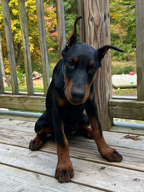 Female Black and Rust European Doberman puppy available in Michigan