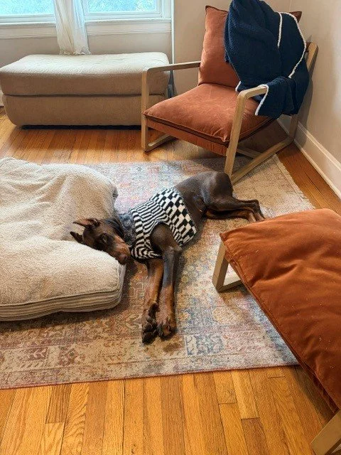 Red and rust European Doberman female puppy - Michigan breeder