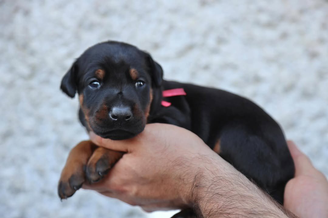 A person holding a Doberman puppy by its ears against a brick wall background.