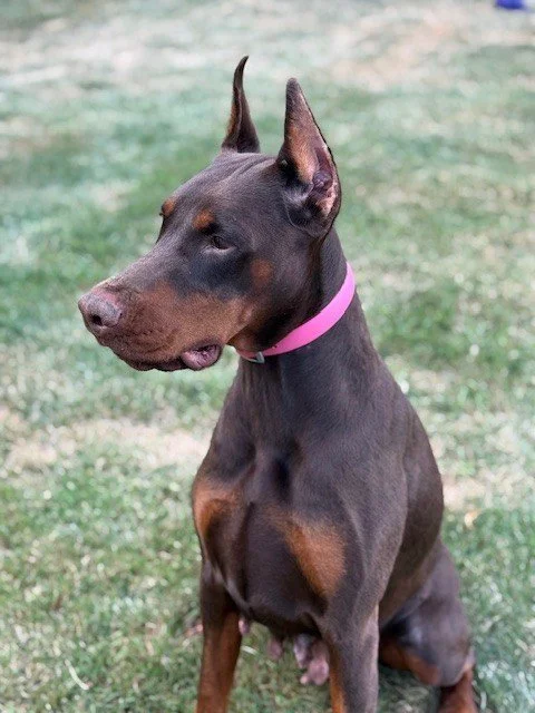 Ella - August 2025.jpg