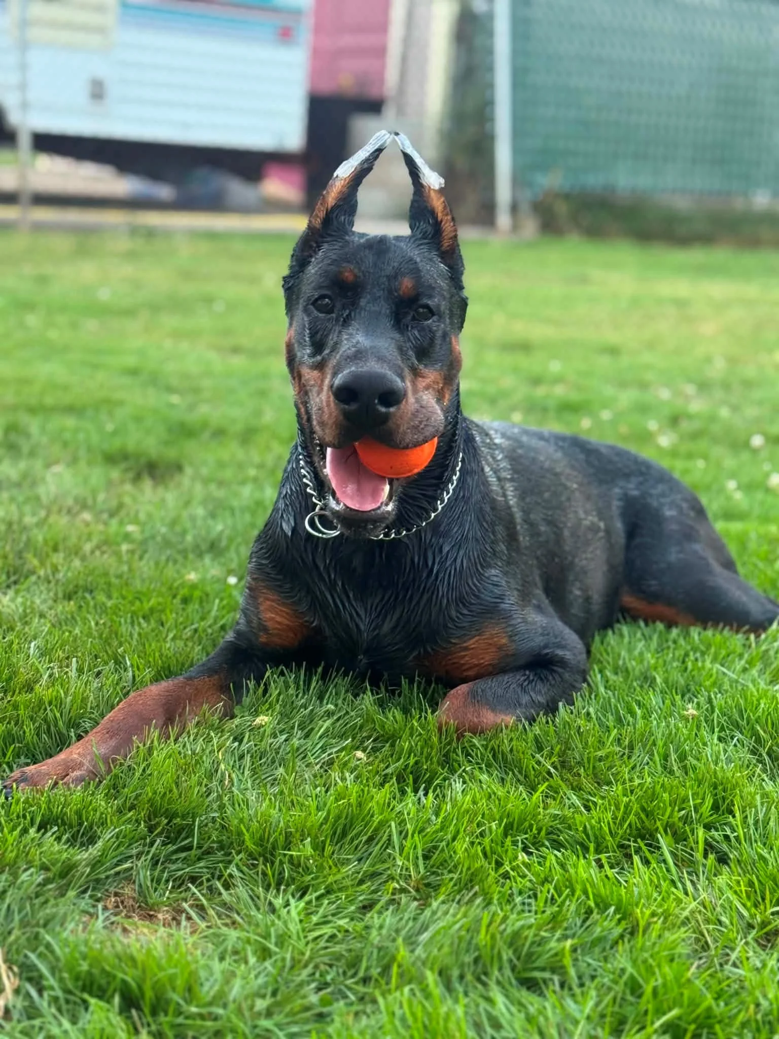 Black and rust European Doberman male puppy - Michigan breeder