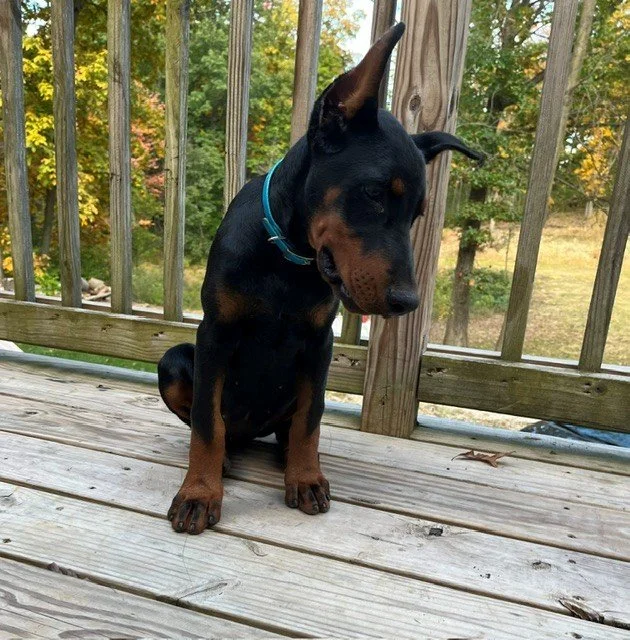 Available female Black and Rust European Doberman puppy available in Michigan