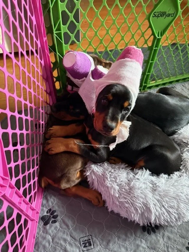 Olympics - 7 weeks (4).jpg