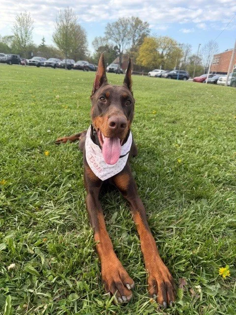 Red and rust European Doberman female puppy - Michigan breeder