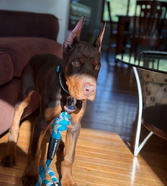 Black and tan Doberman puppy on a leash standing on a concrete driveway next to a garage door.
