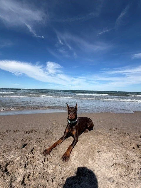 Red and rust European Doberman female puppy - Michigan breeder