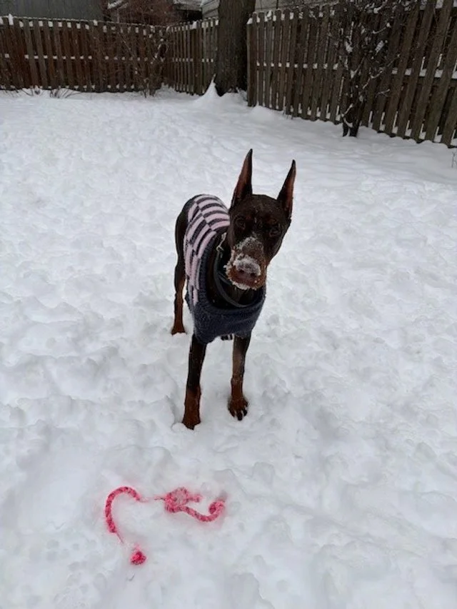 Red and rust European Doberman female puppy - Michigan breeder
