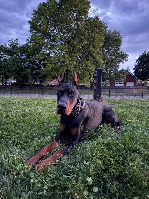 Black and rust European Doberman male puppy - Michigan breeder