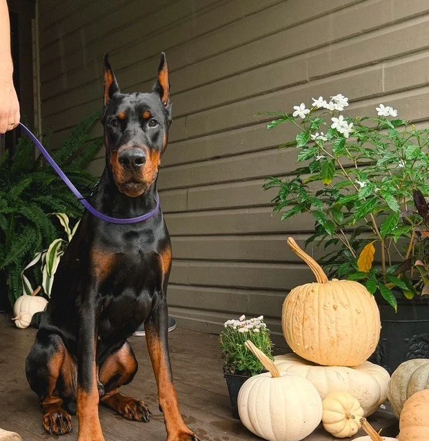 Black and rust European Doberman male puppy - Michigan breeder