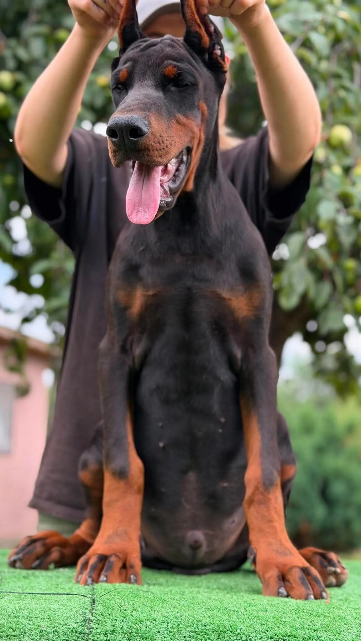 Available Male Doberman Puppy in Michigan