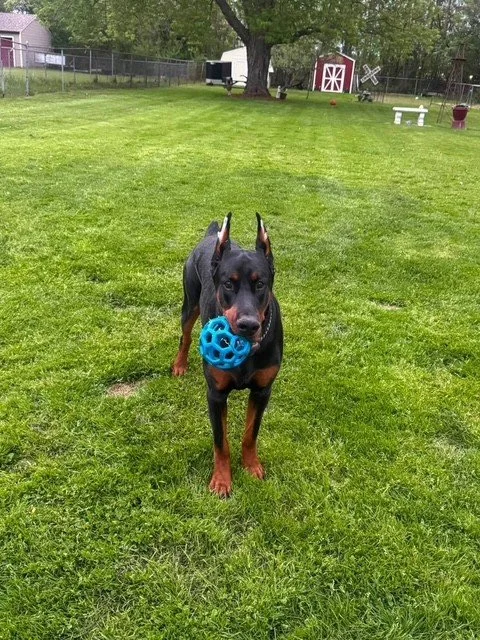 Black and rust European Doberman male puppy - Michigan breeder