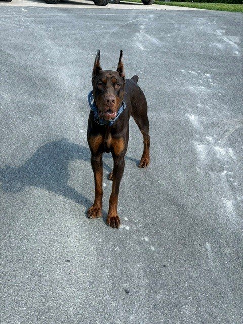 Red and rust European Doberman male puppy - Michigan breeder