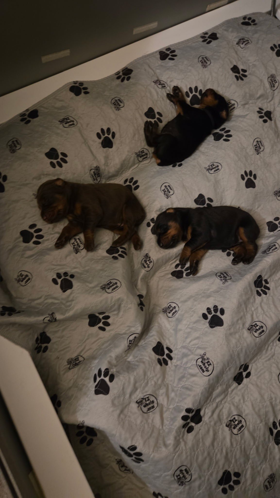 Olympics - 12 days.jpg