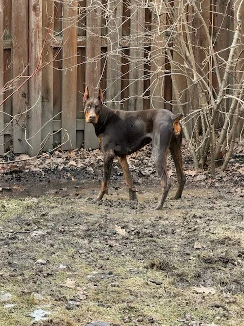 Red and rust European Doberman female puppy - Michigan breeder