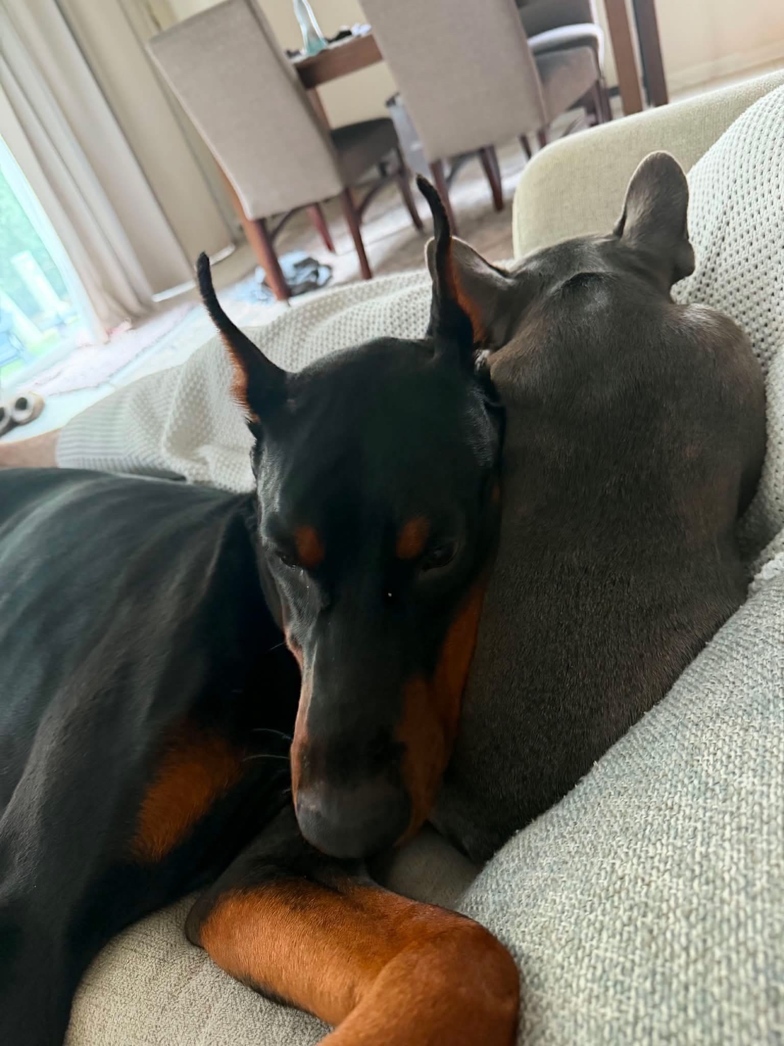 Black and rust European Doberman male puppy - Michigan breeder