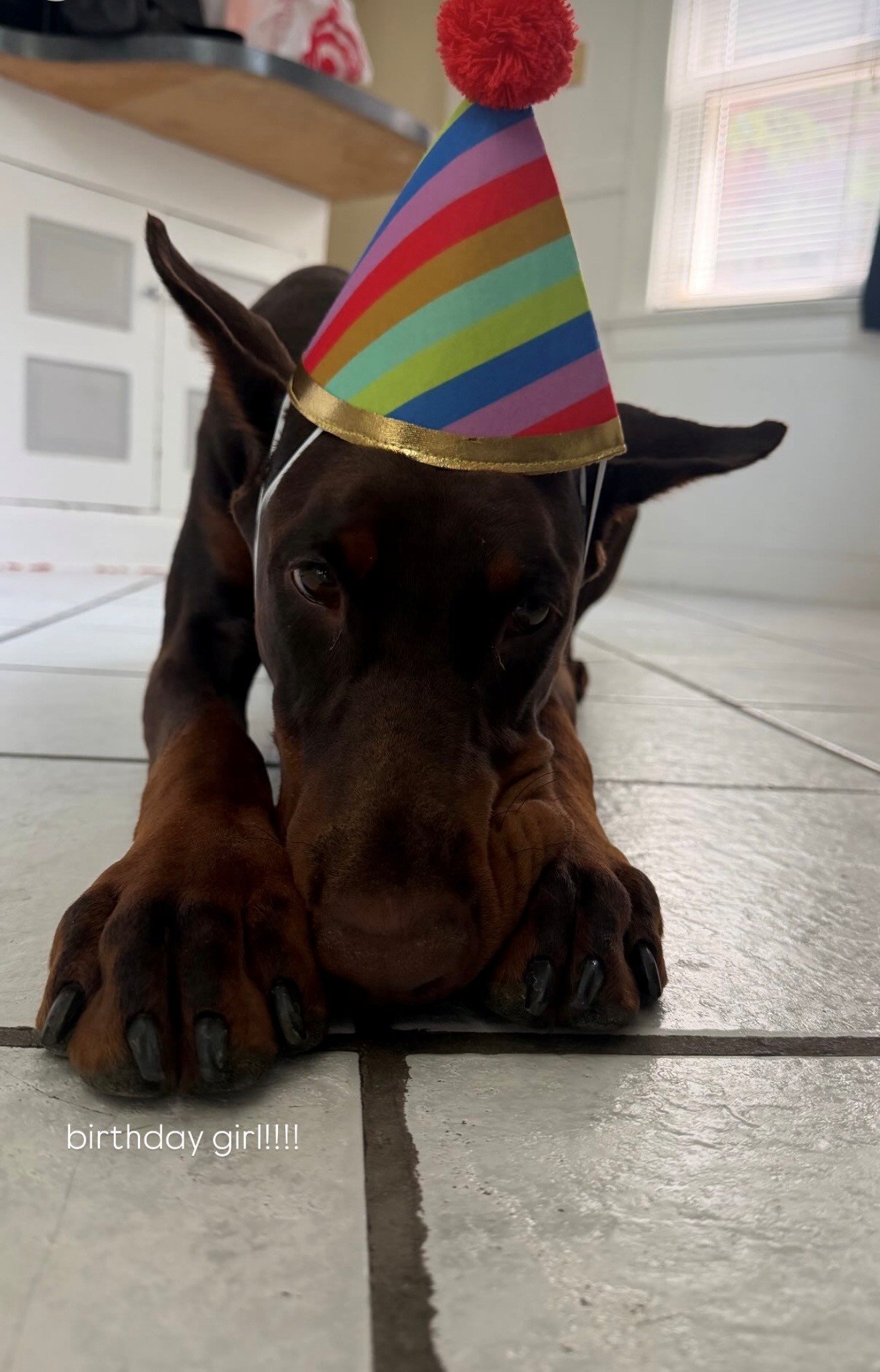 Red and rust European Doberman female puppy - Michigan breeder