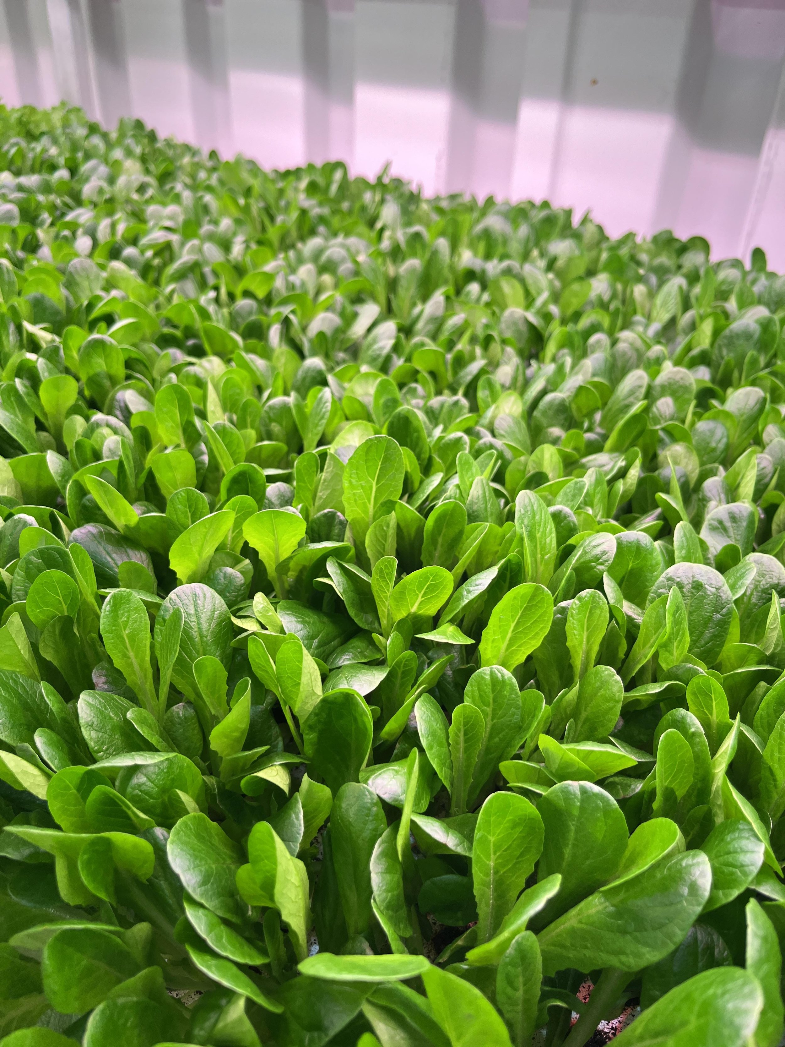 Smaller Spinach, Bigger Yields Growing Baby Spinach in a Modular
