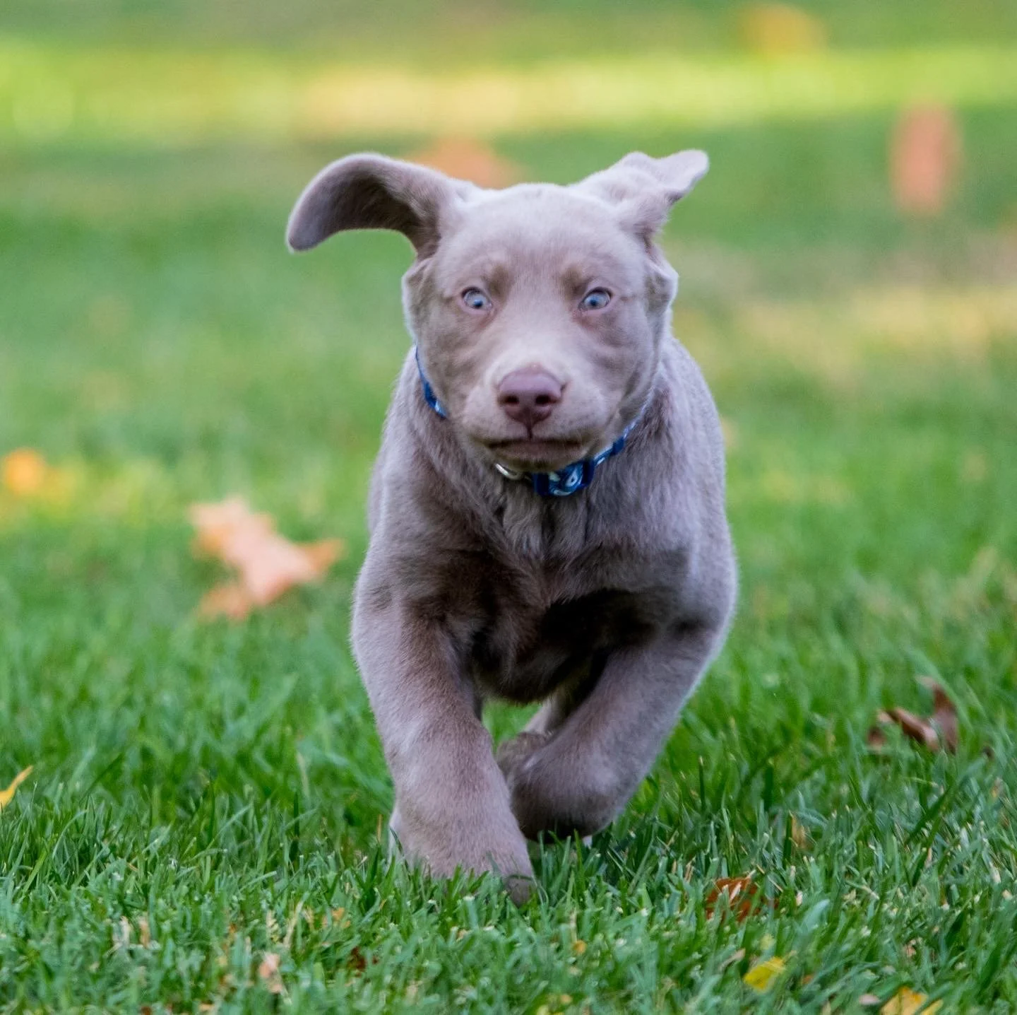 Puppy Photo Monroe NC
