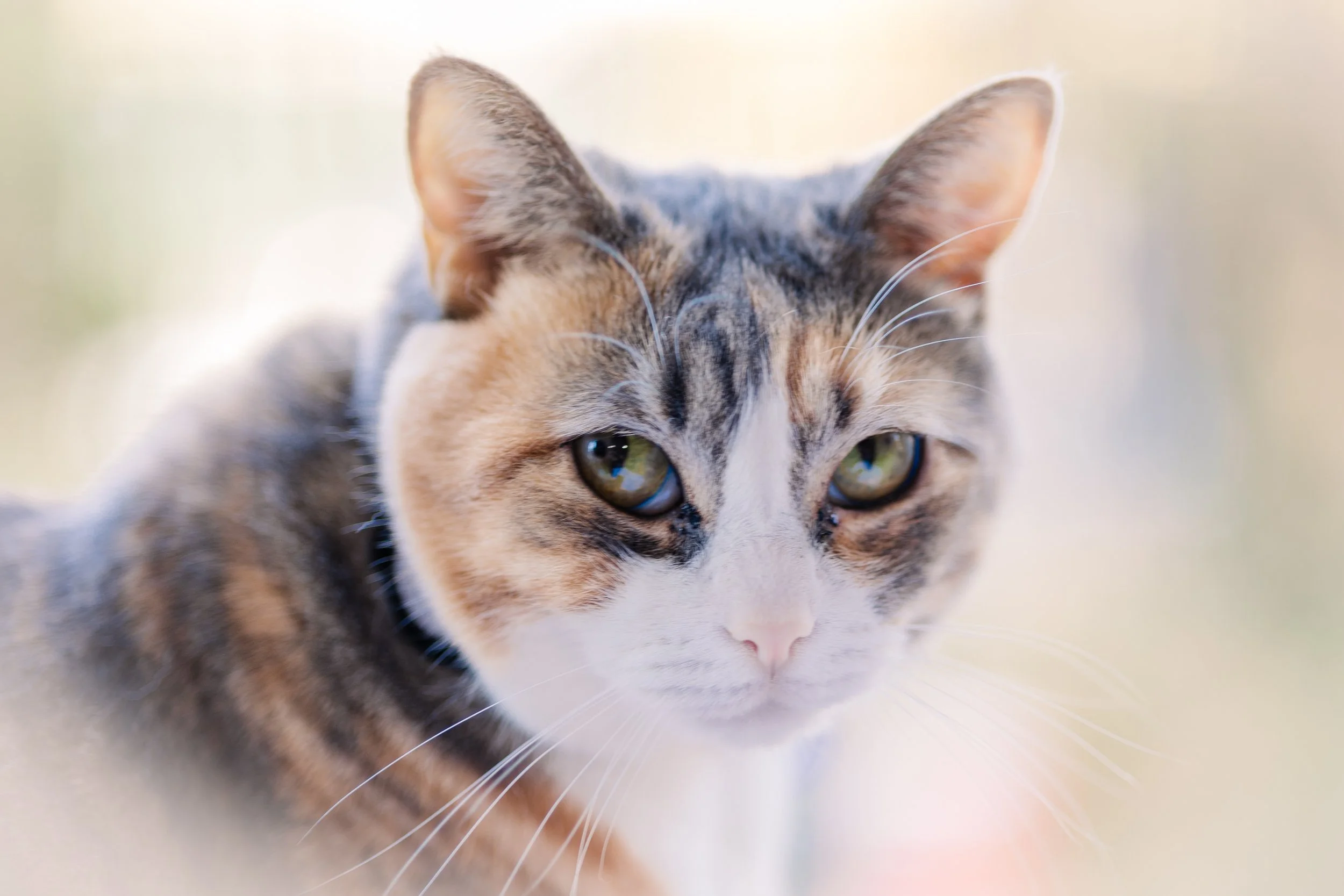 Cat photo Monroe NC