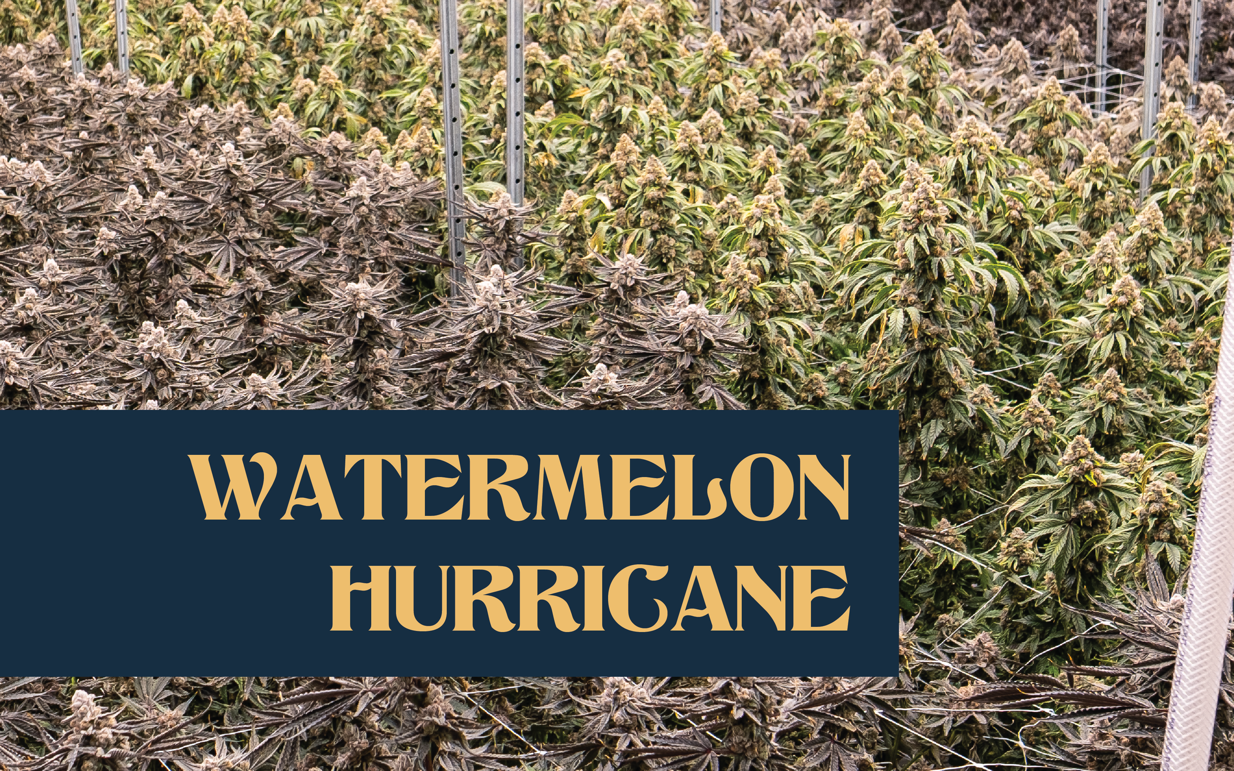 Watermelon Hurricane Reviews