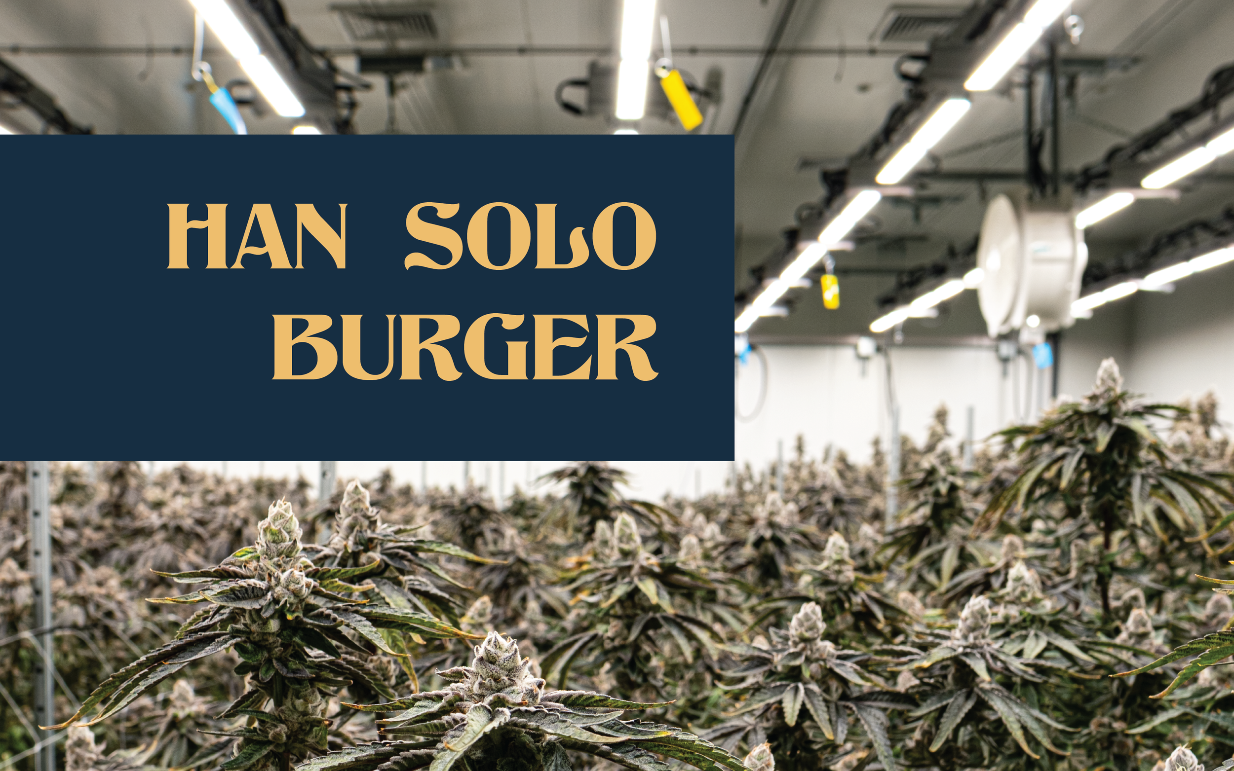 Han Solo Burger Reviews